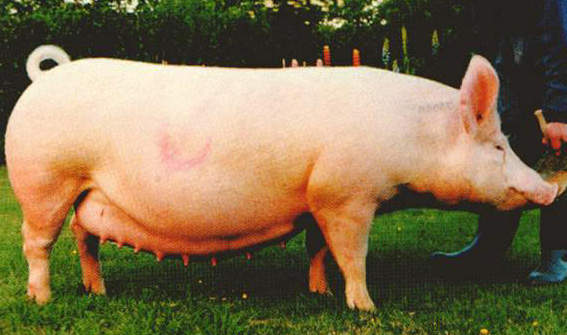 Английская крупная белая порода свиней